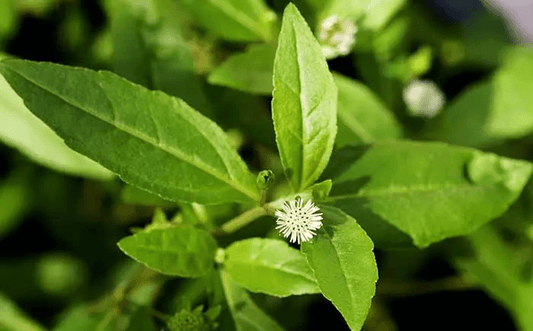 Organic Bringaraj Oil