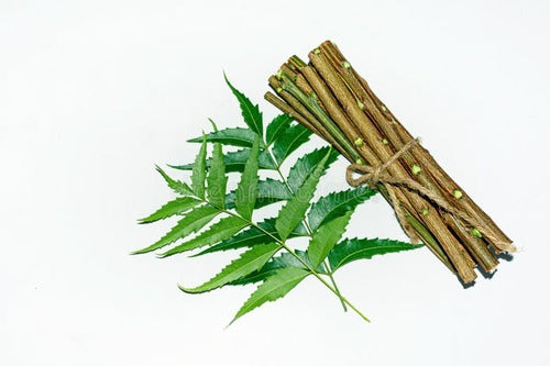 Neem Tree