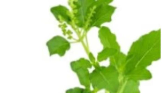 Essential Organic Herbs for Winter Wellness