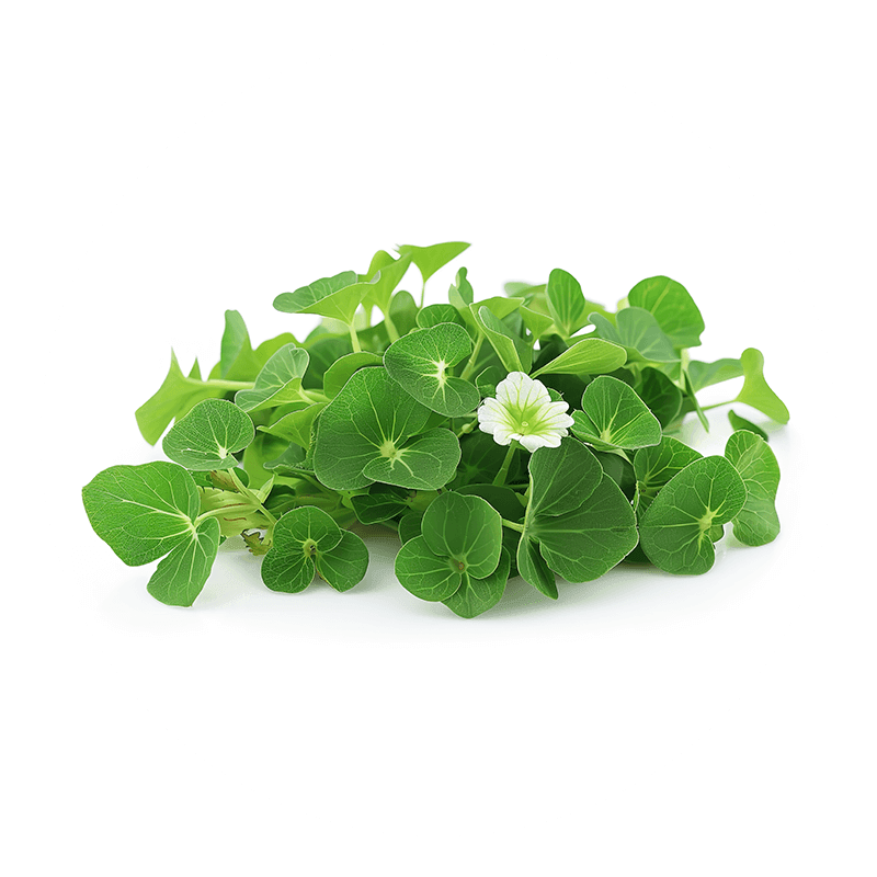 Brahmi