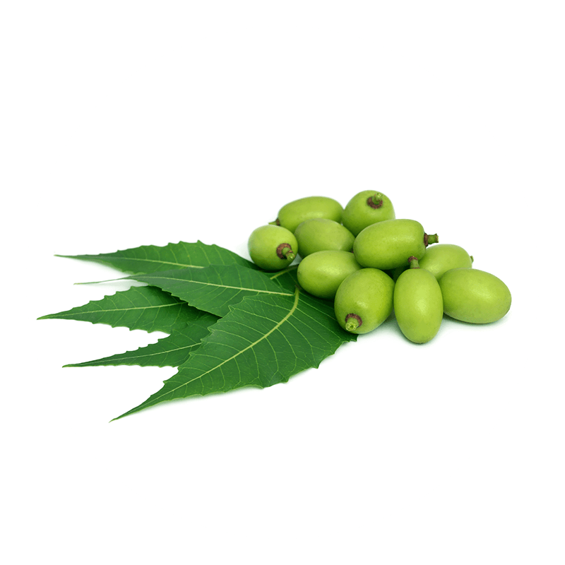 Neem