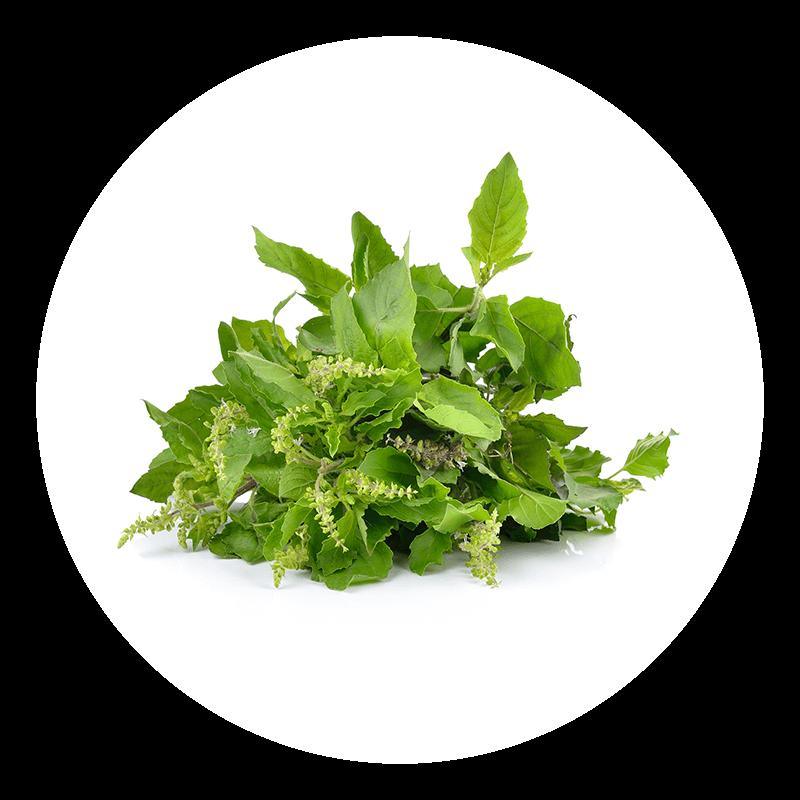 Tulsi